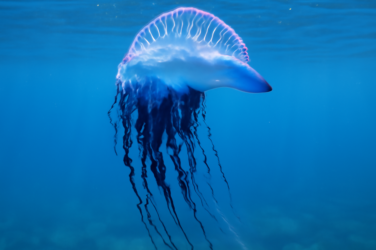 Portuguese Man O' War