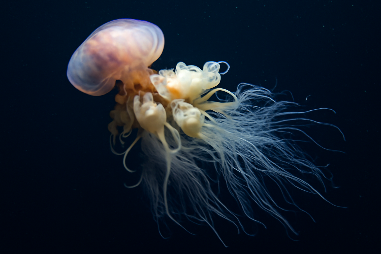Bathyphysa