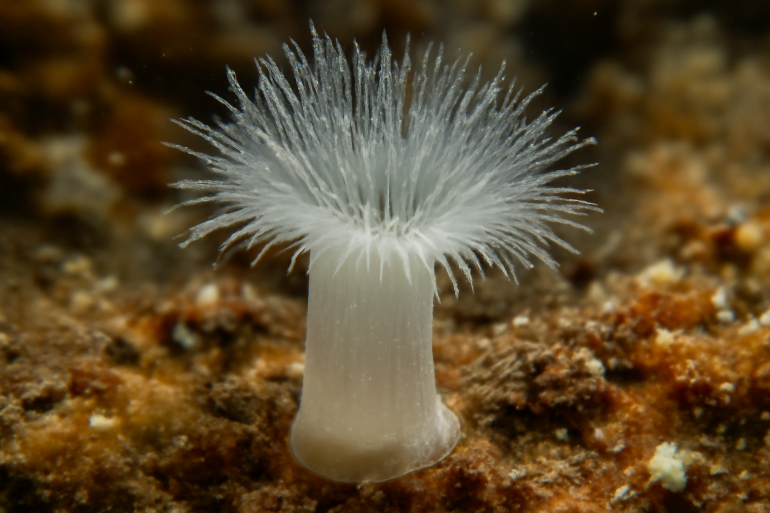 Taxophiala