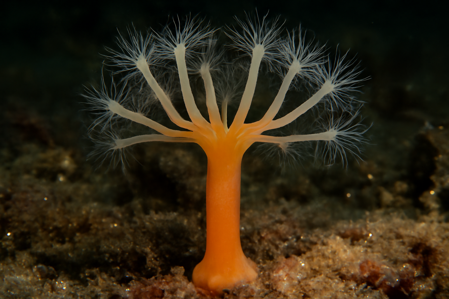 Candelabrum