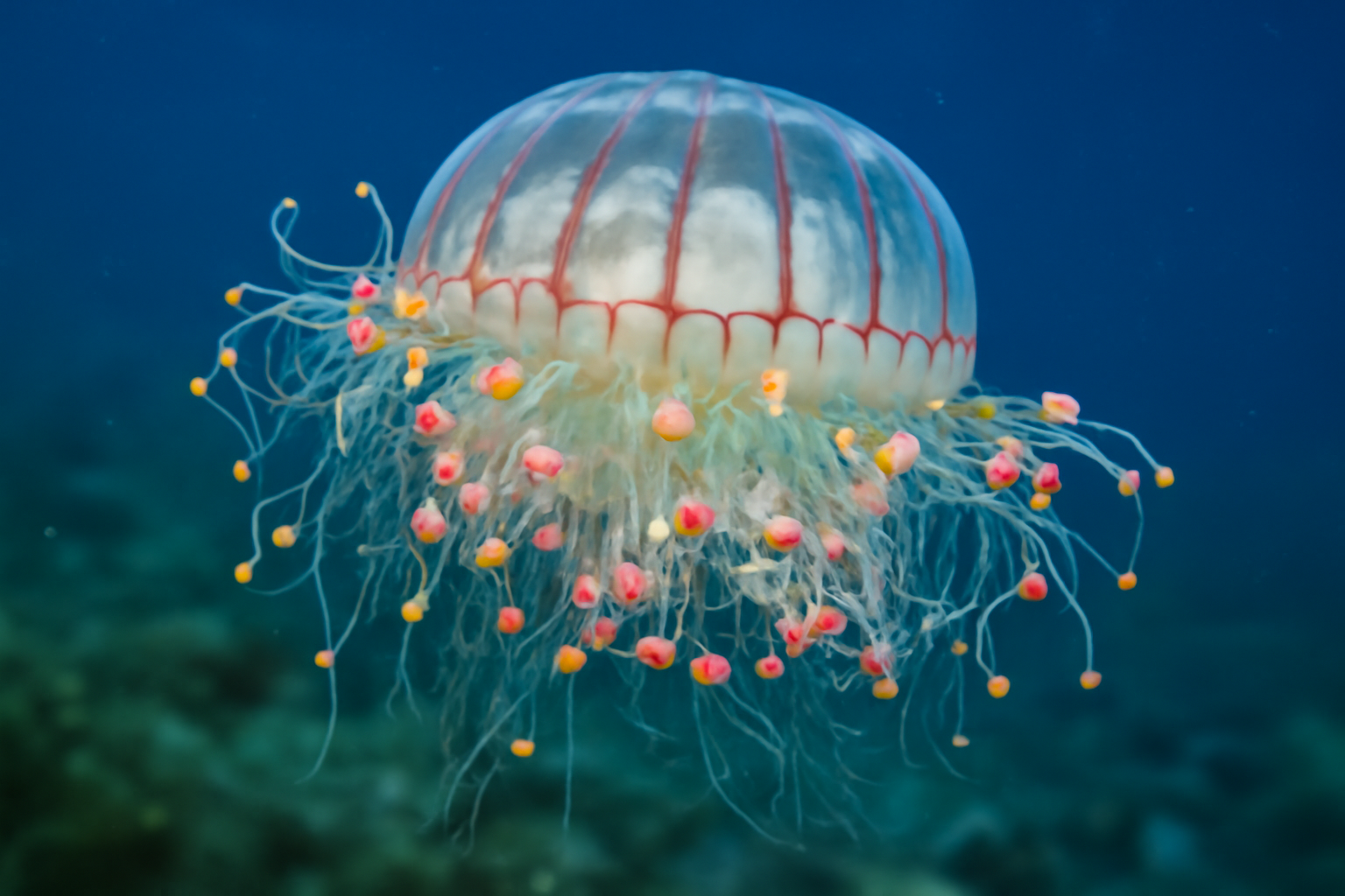 Flower Hat Jelly