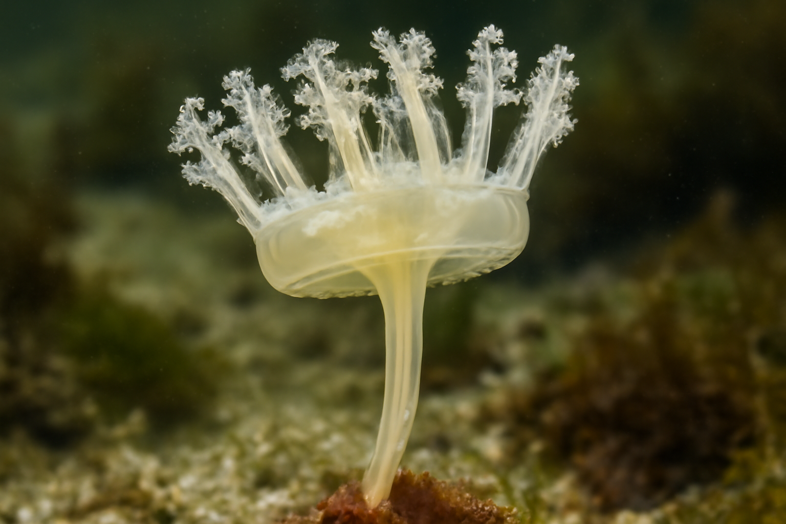 Stalked Jellyfish