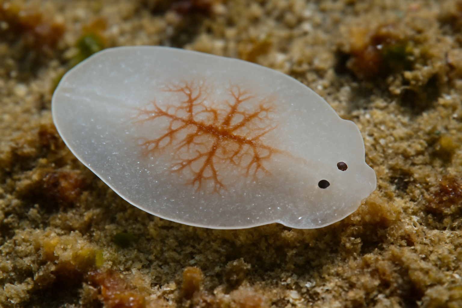 Amphiscolops
