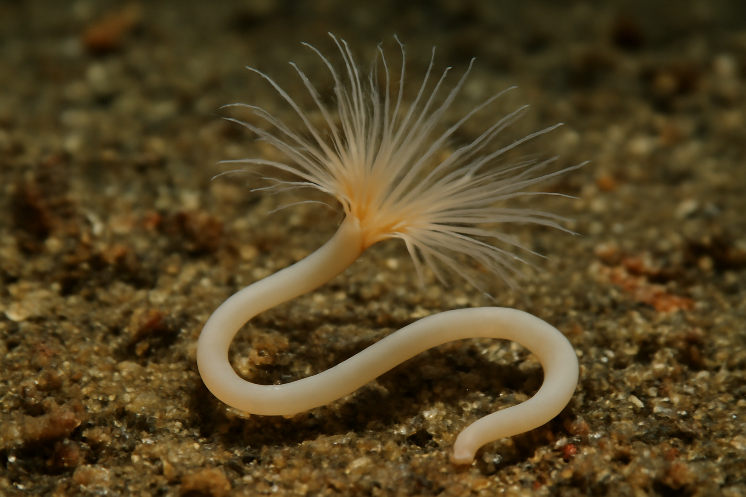 Flexible Solenofilomorph