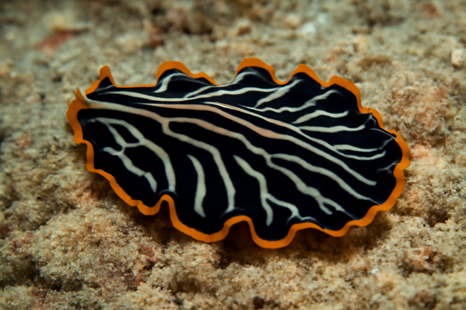 Pseudoceros