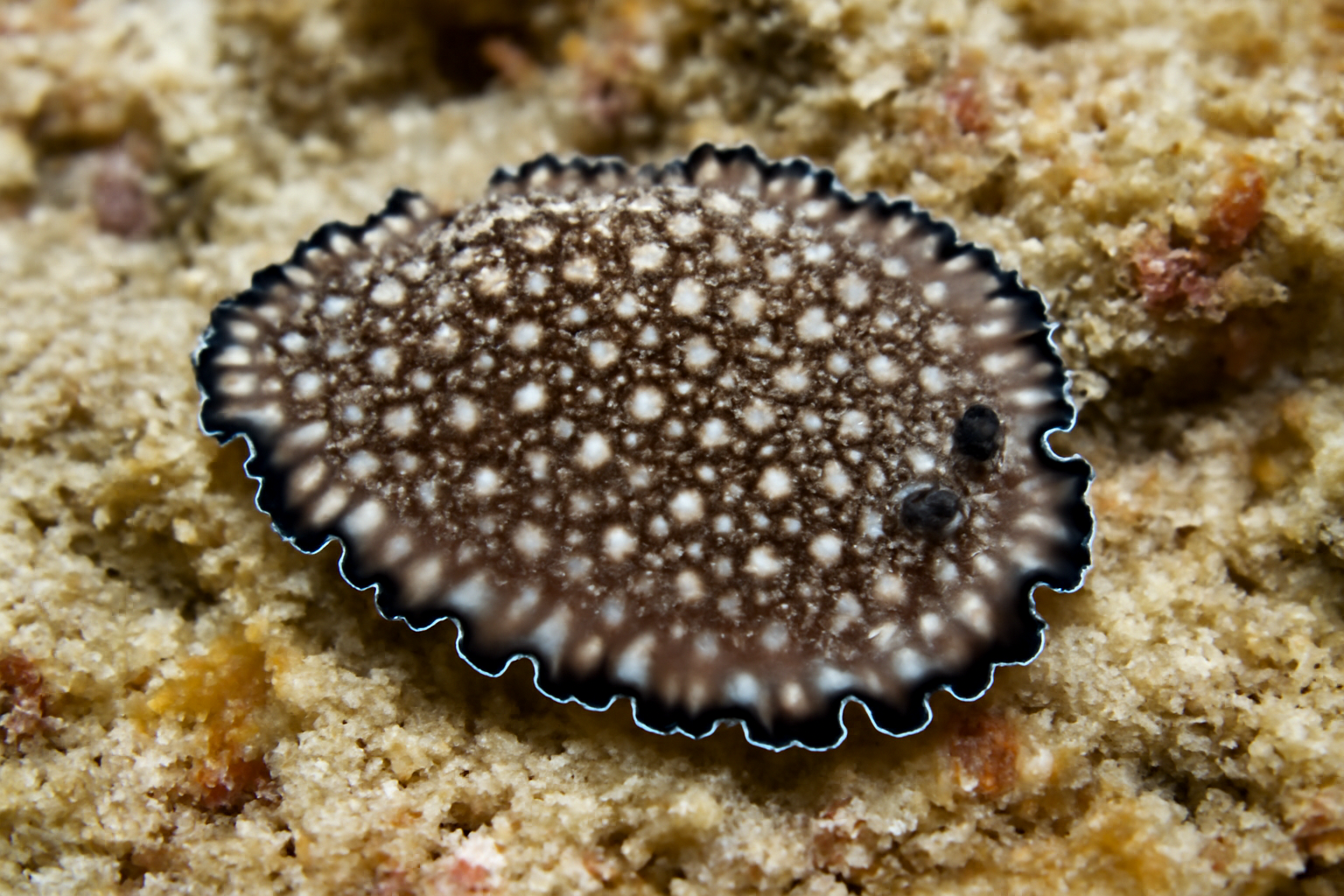Thysanozoon