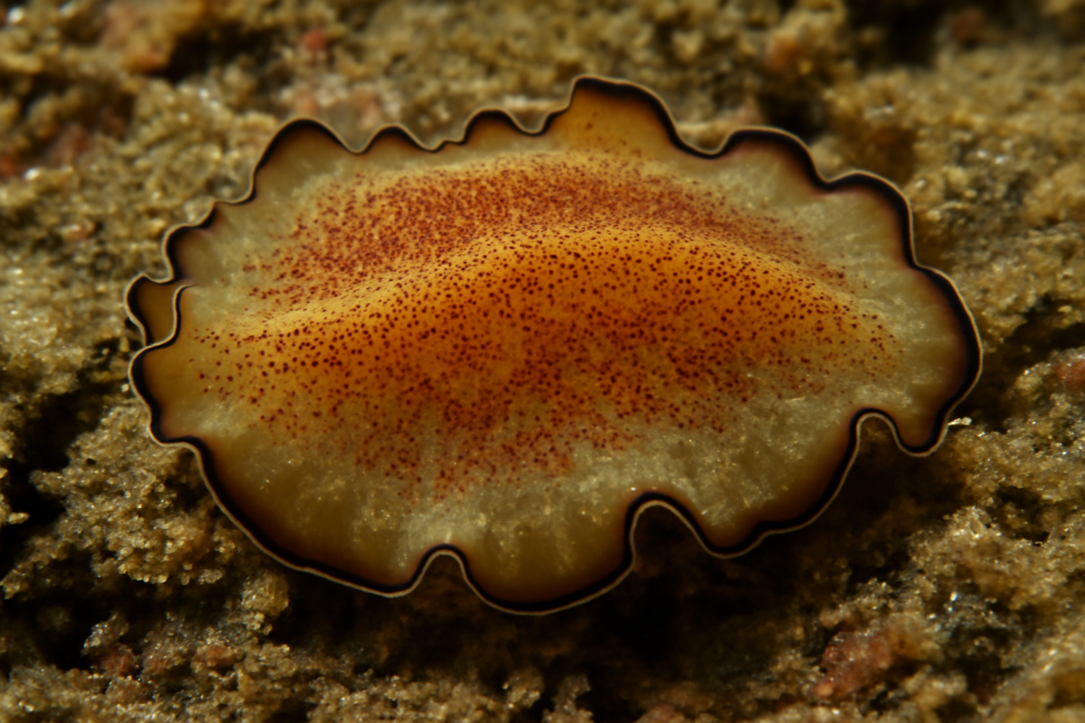 Eurylepta