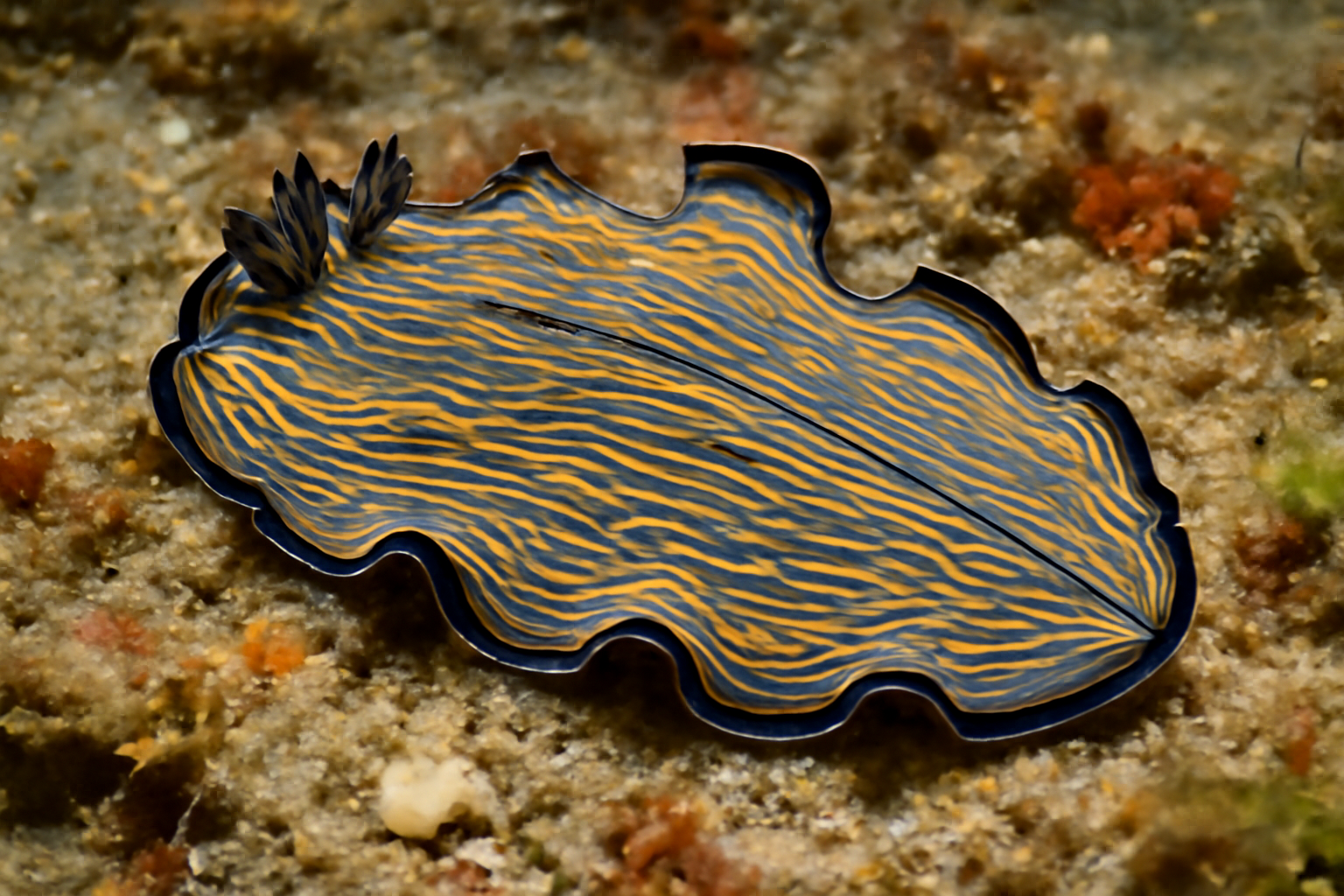 Prostheceraeus