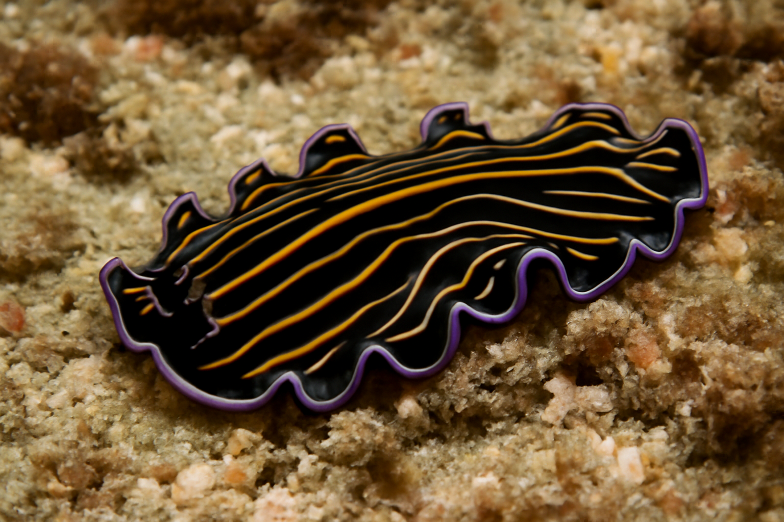 Pseudobiceros