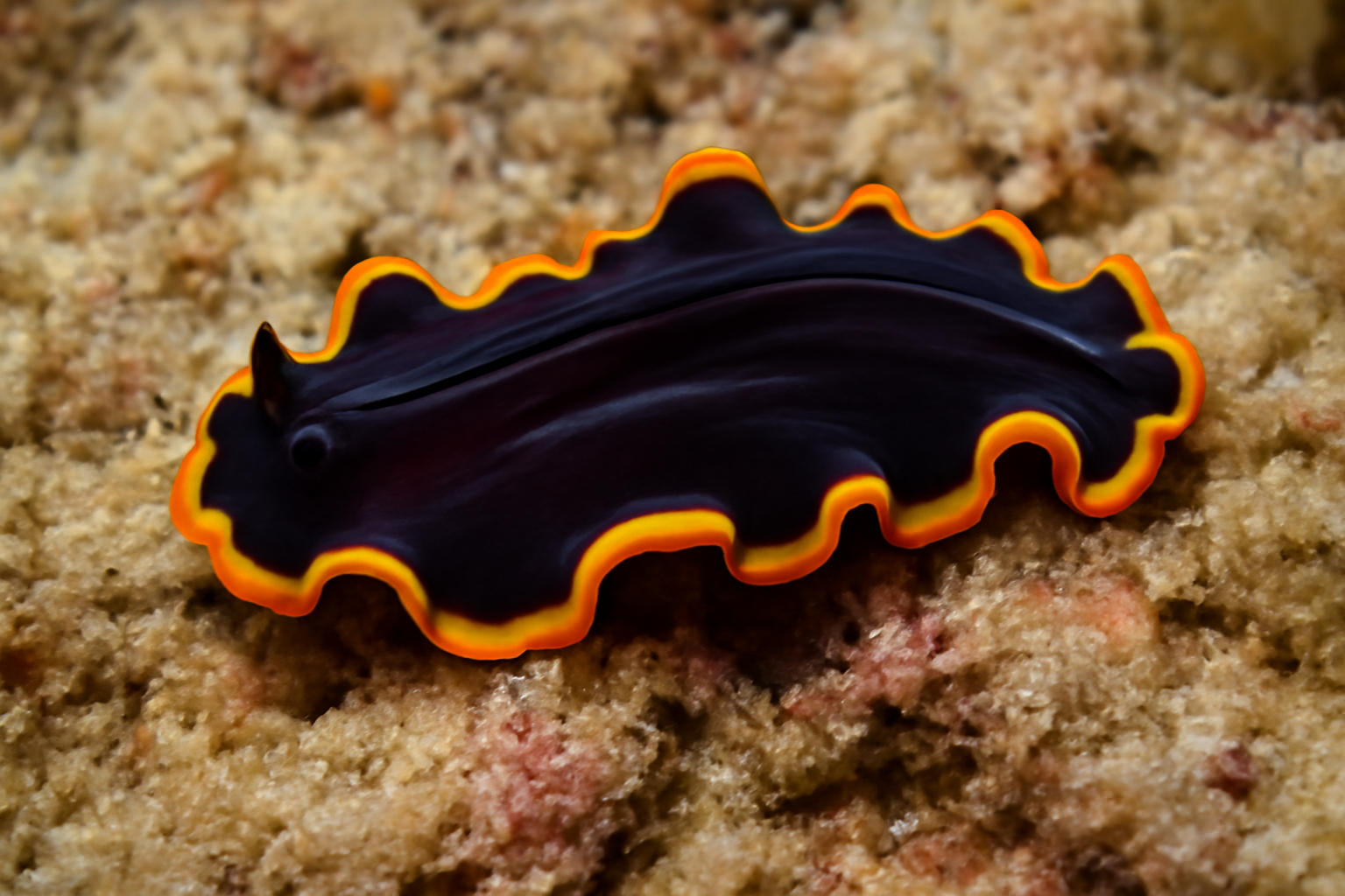 Pseudoceros