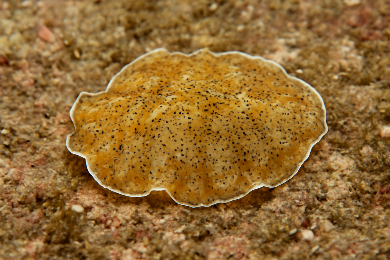 Eurylepta