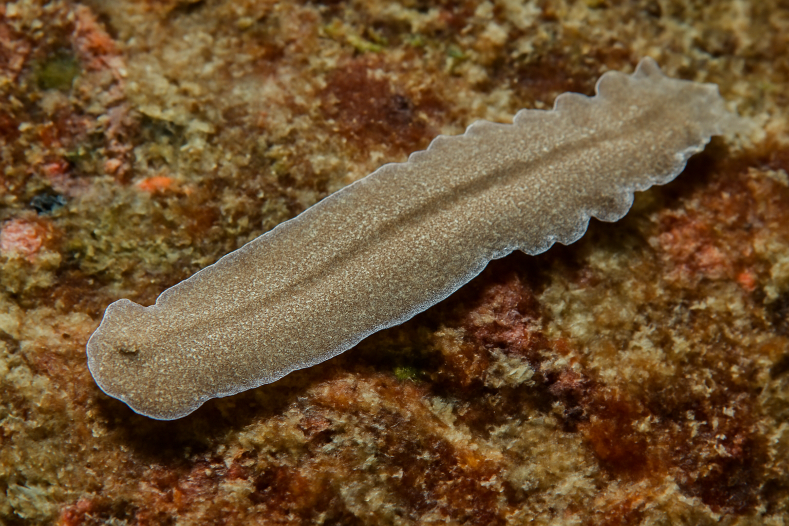Long-bodied Stylochids