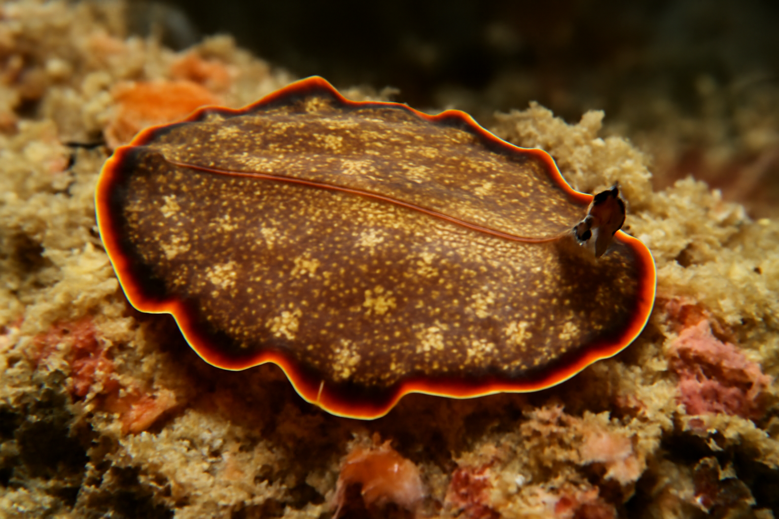 Tropical Stylochids