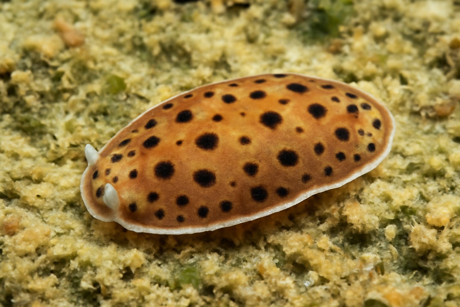 Stylochoplana