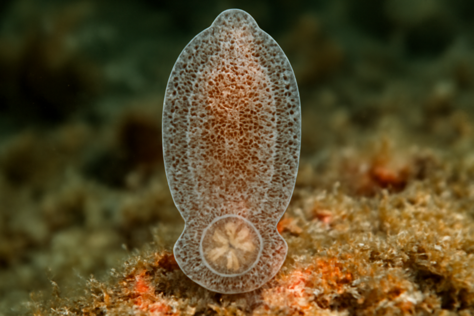 Polylabris