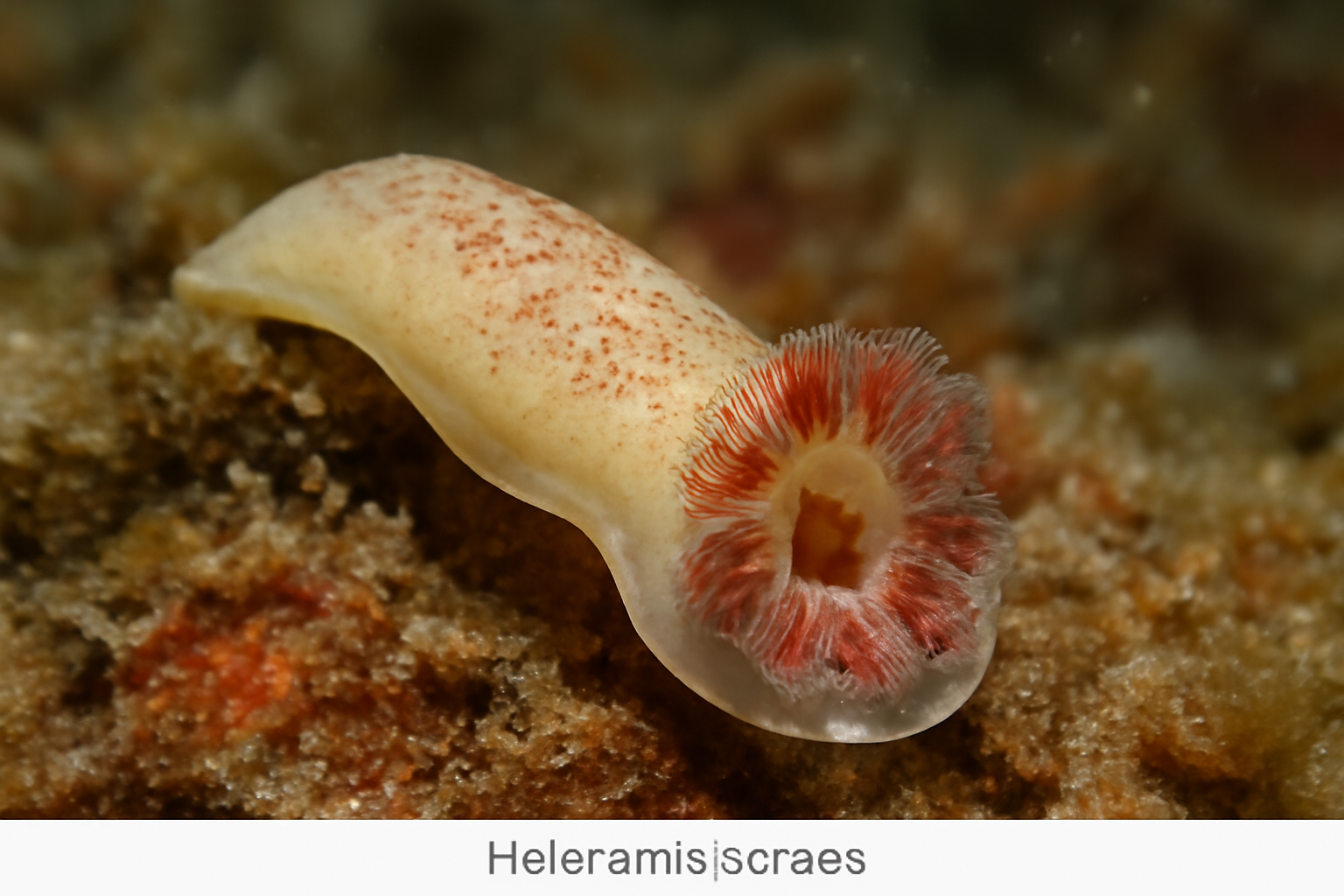 Heteromazocraes