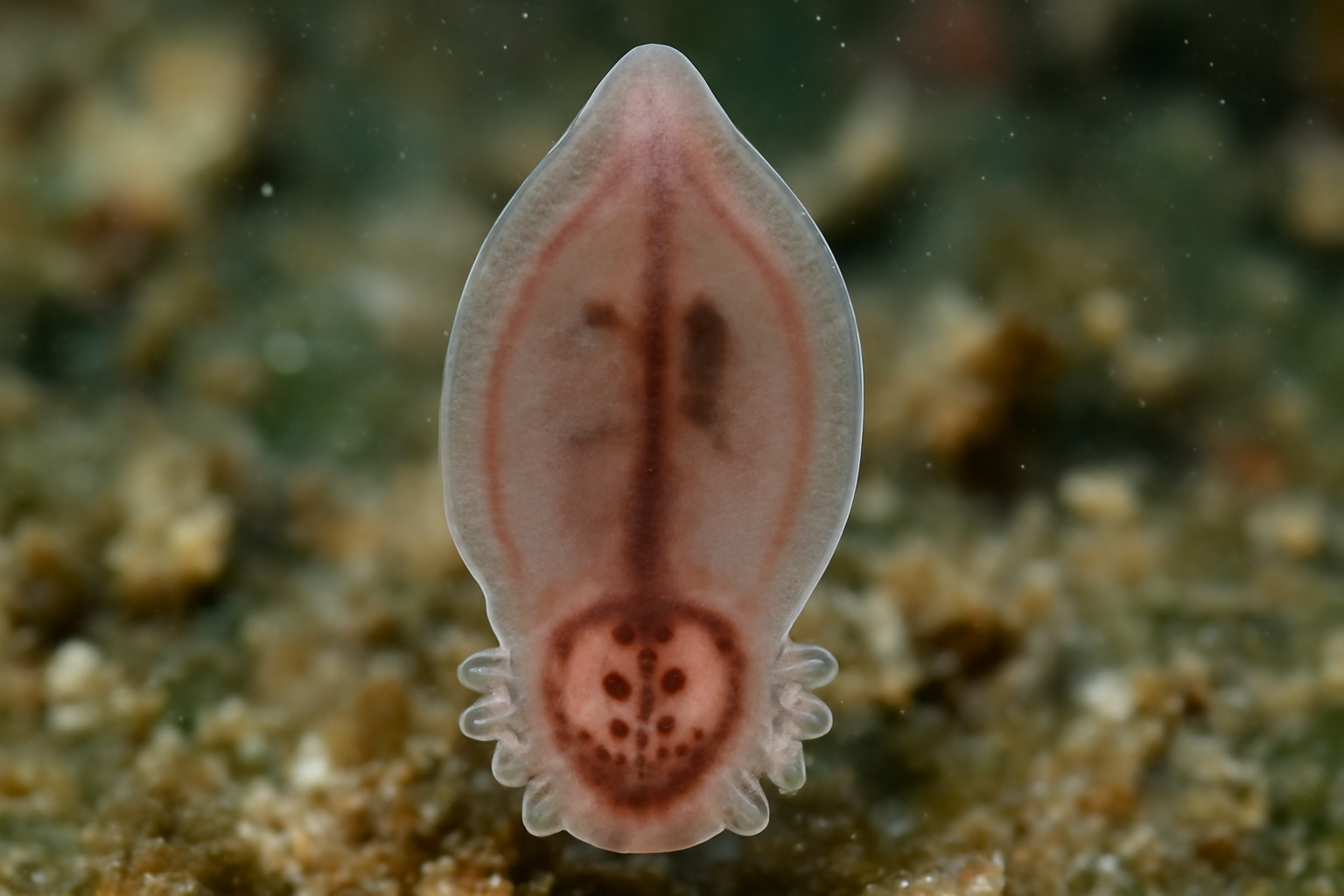 Allopseudaxine