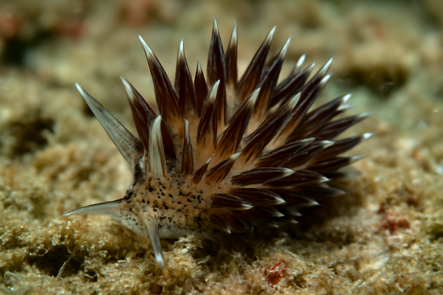 Atrispinum