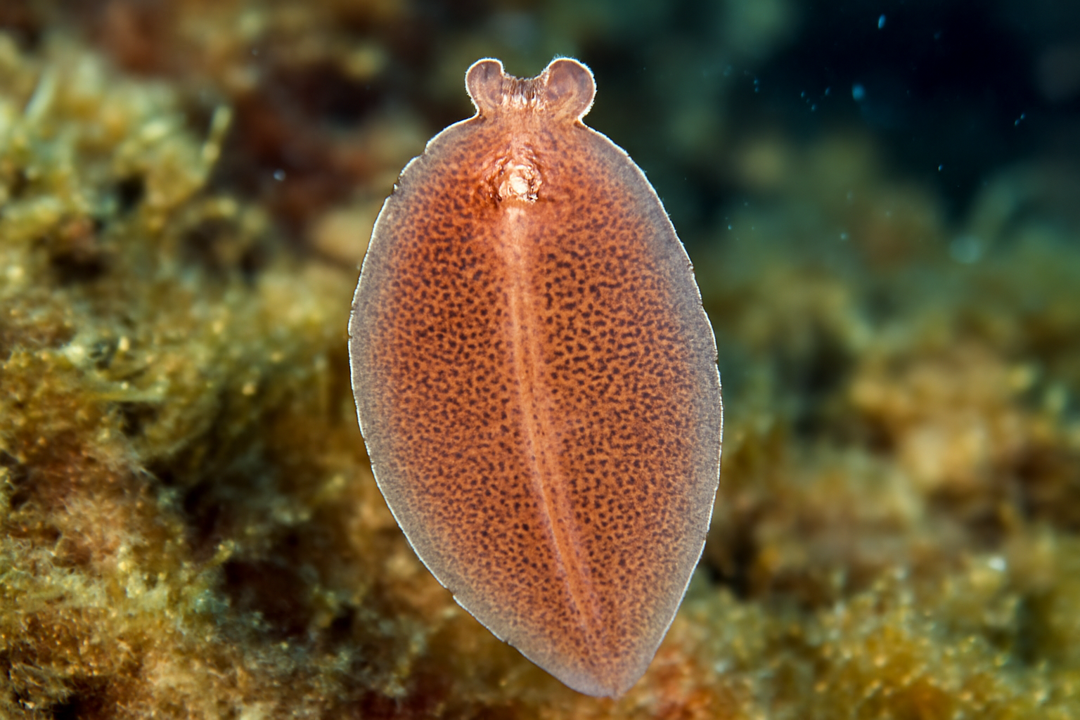 Gastrocotyle