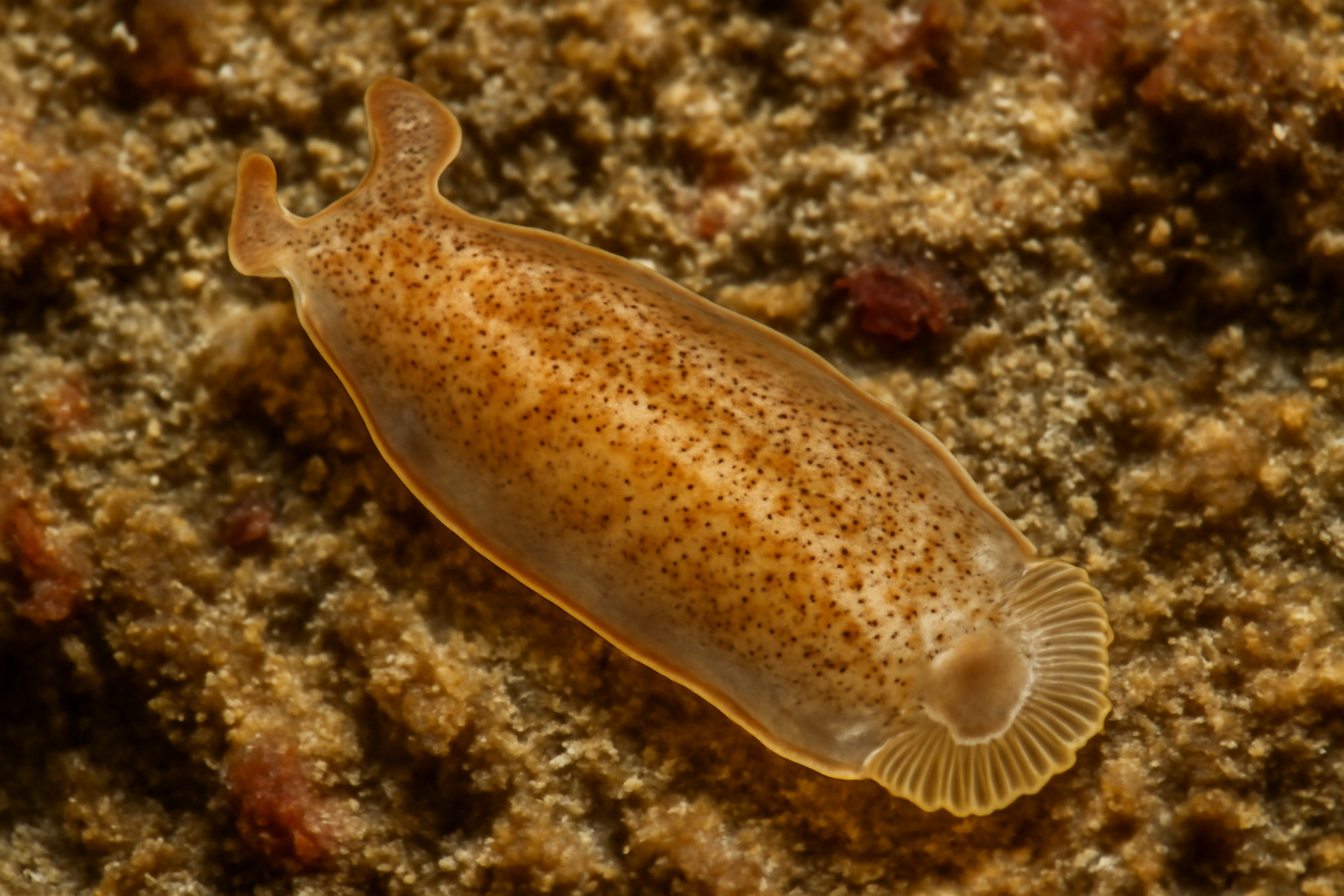 Polylabris