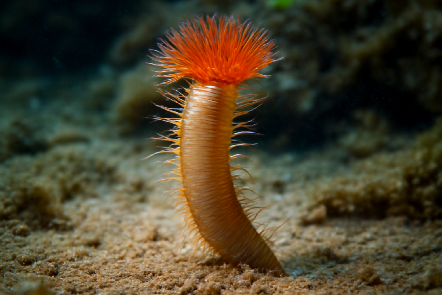 Solenoplectanum