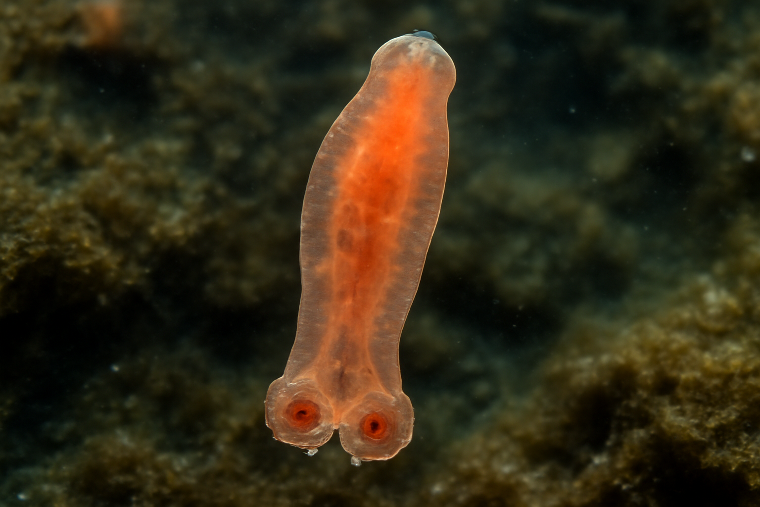 Tetraonchoides
