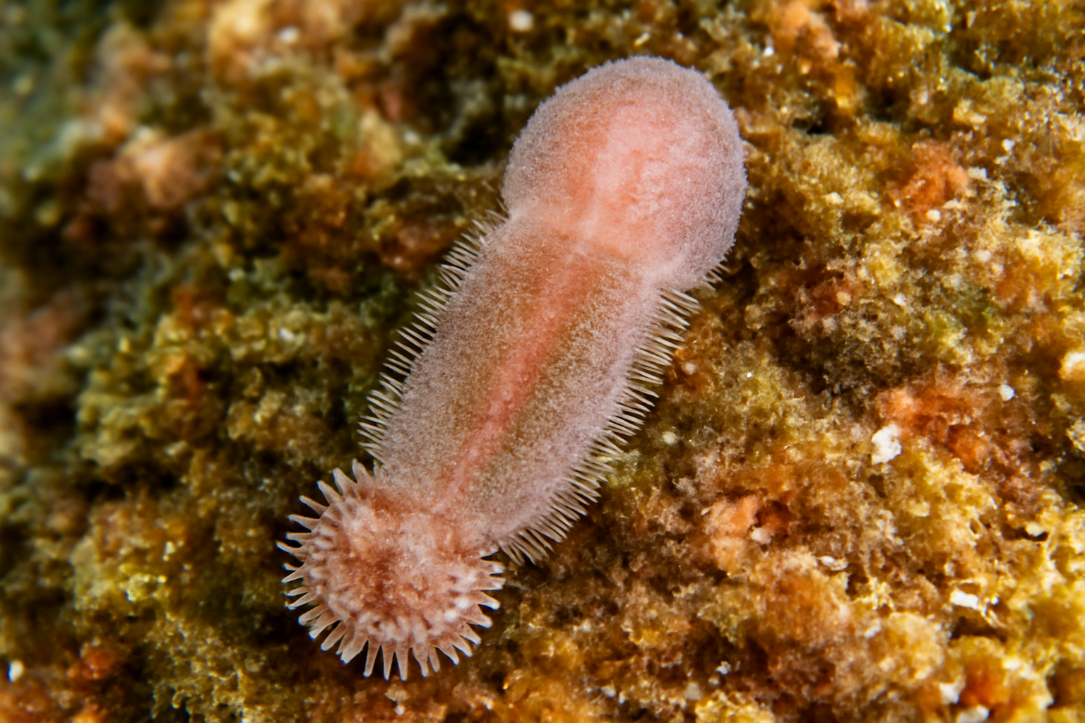Neodiclidophora