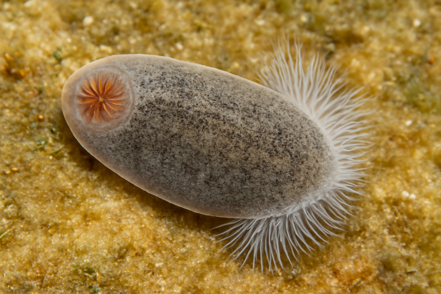 Pseudodiclidophora