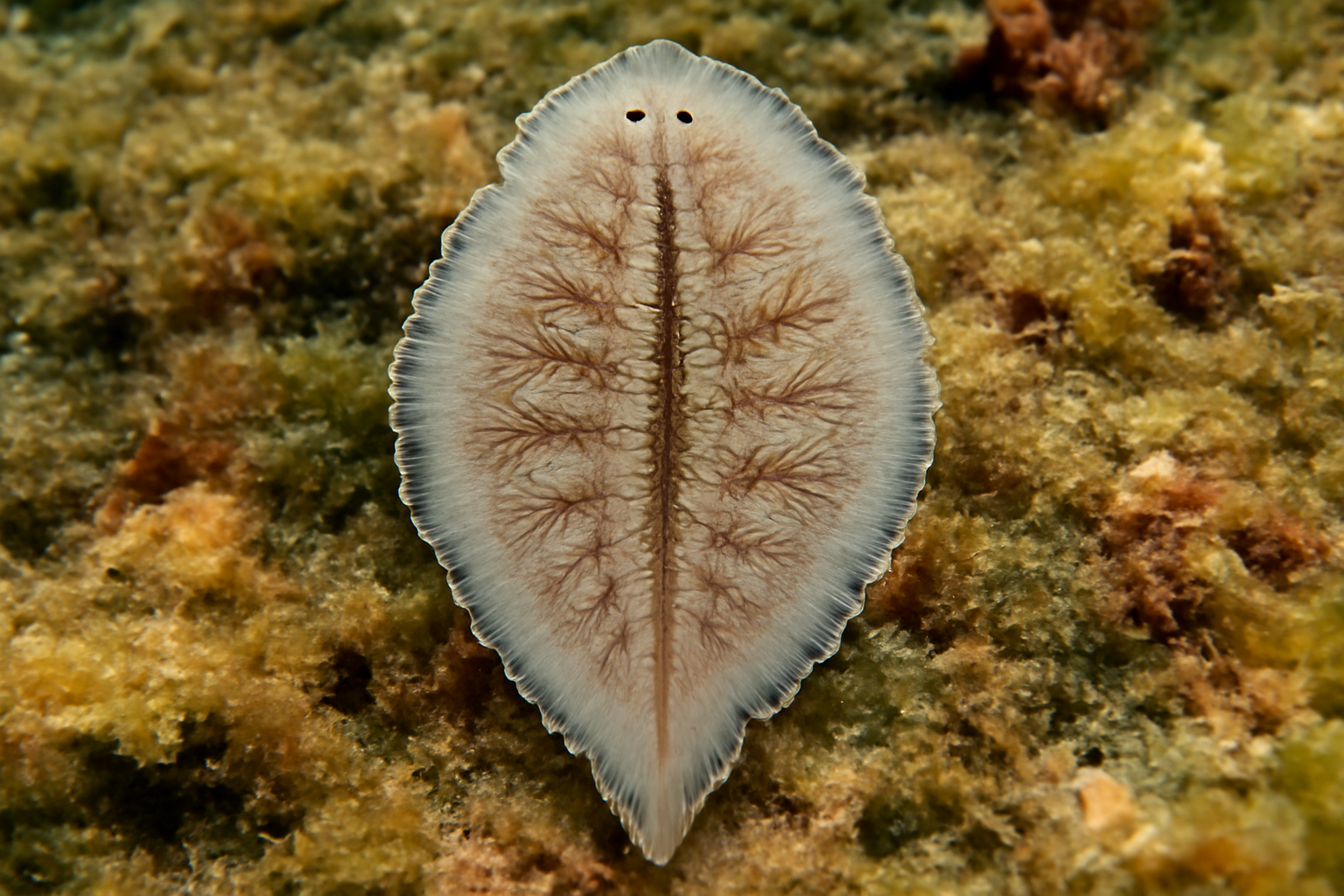 Heterocotyle