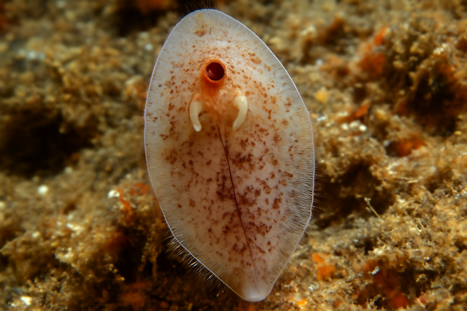 Diclidophora