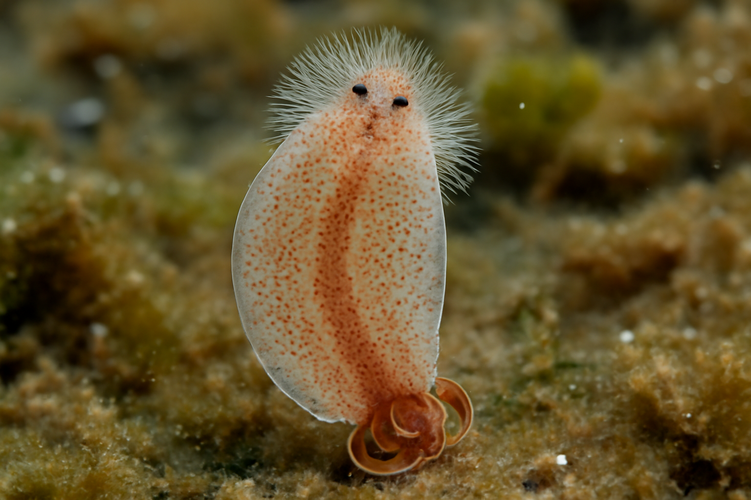 Mazocraes