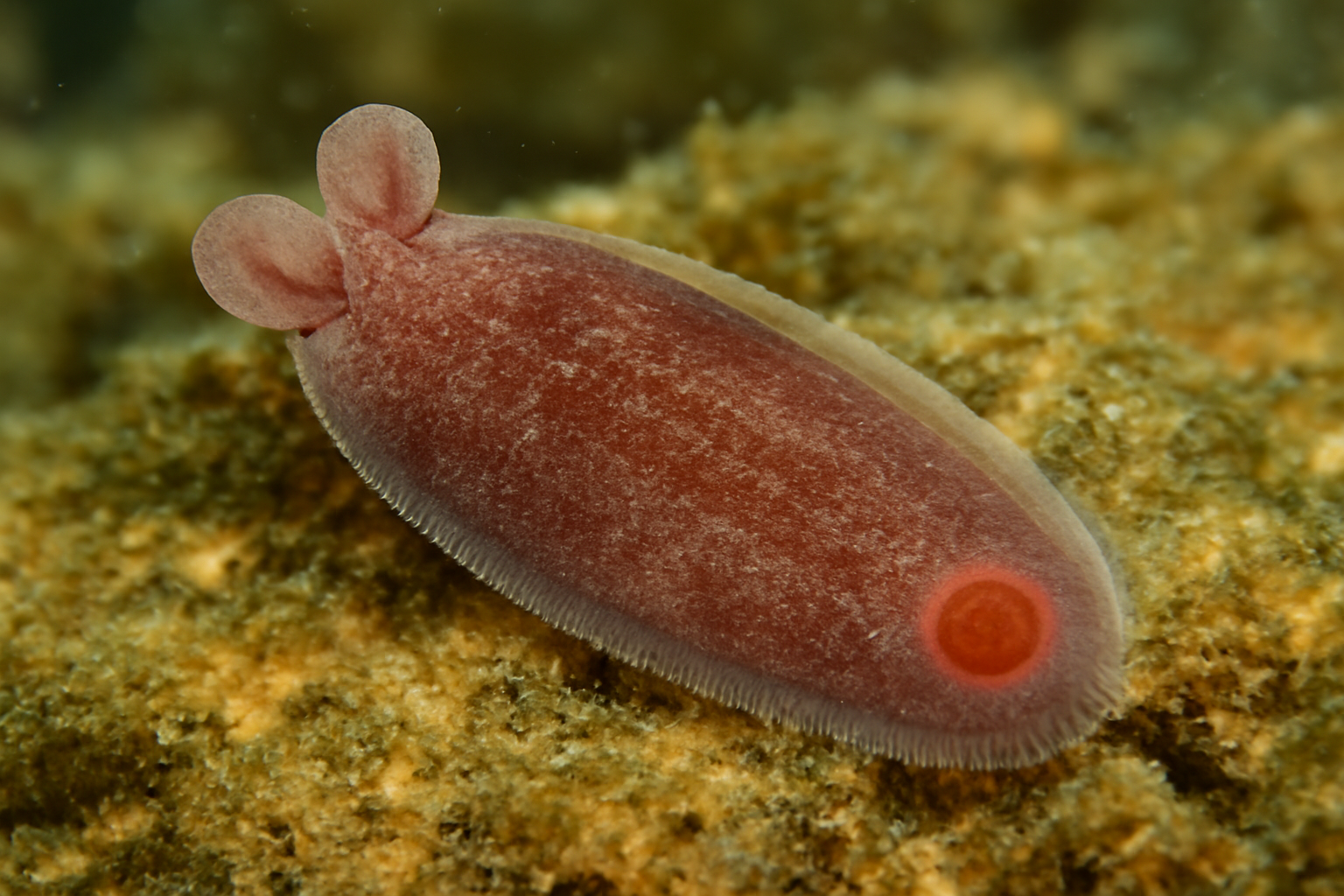 Neodiclidophora