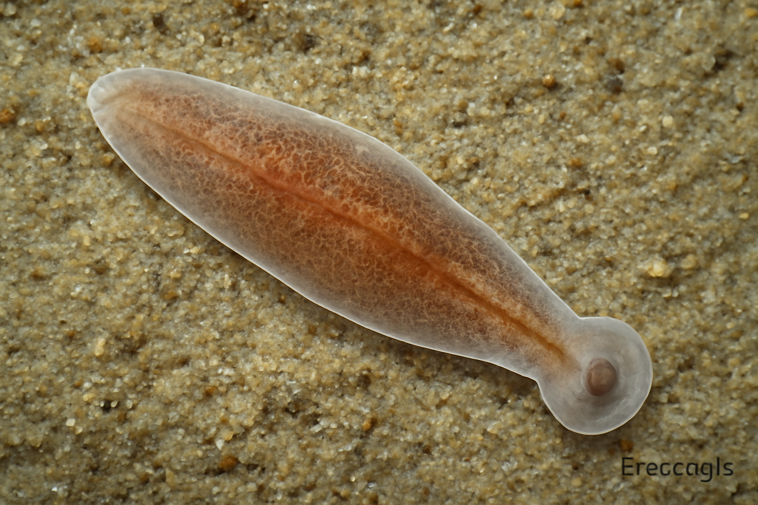 Erpocotyle