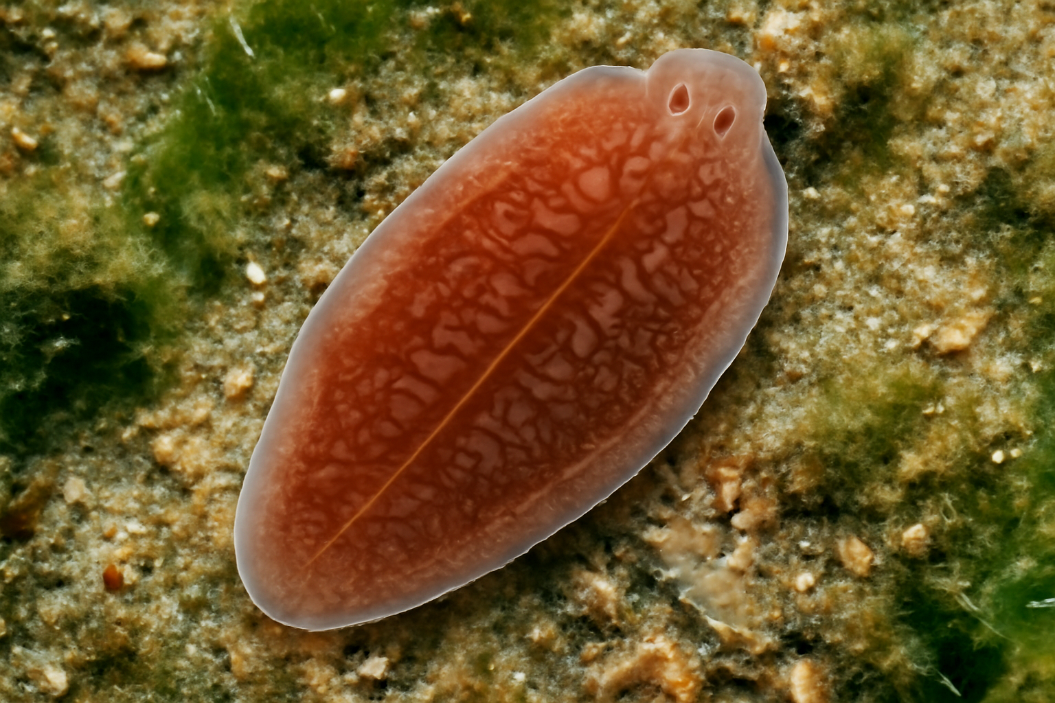 Rajonchocotyle