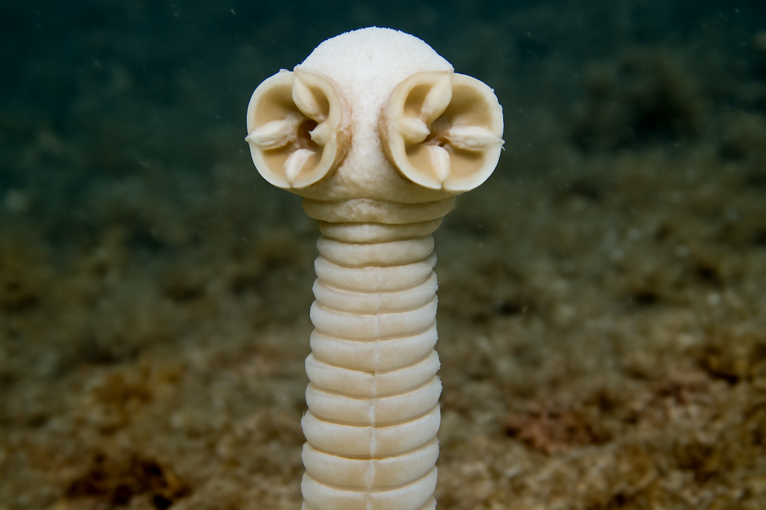 Calliobothrium