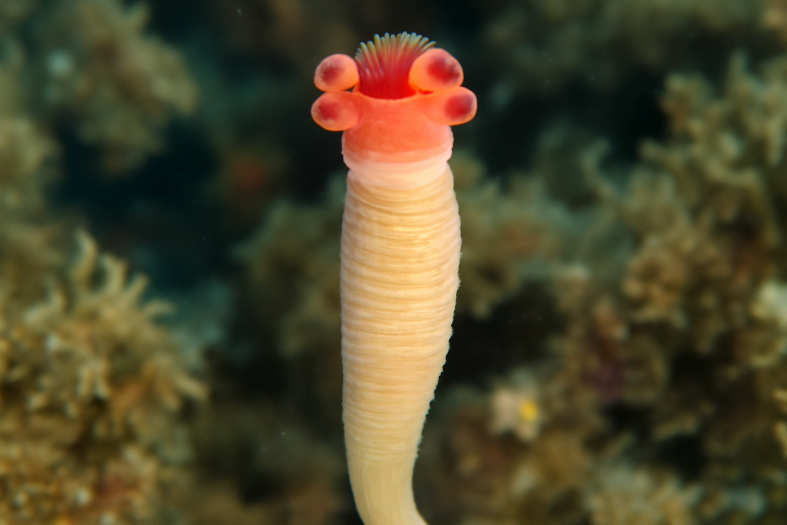 Pseudochristianella