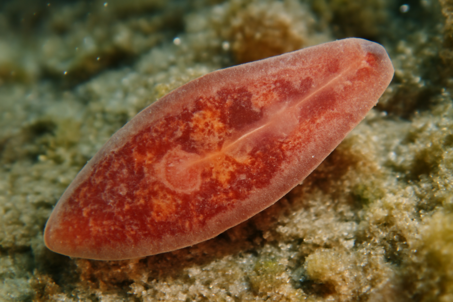 Opisthorchis