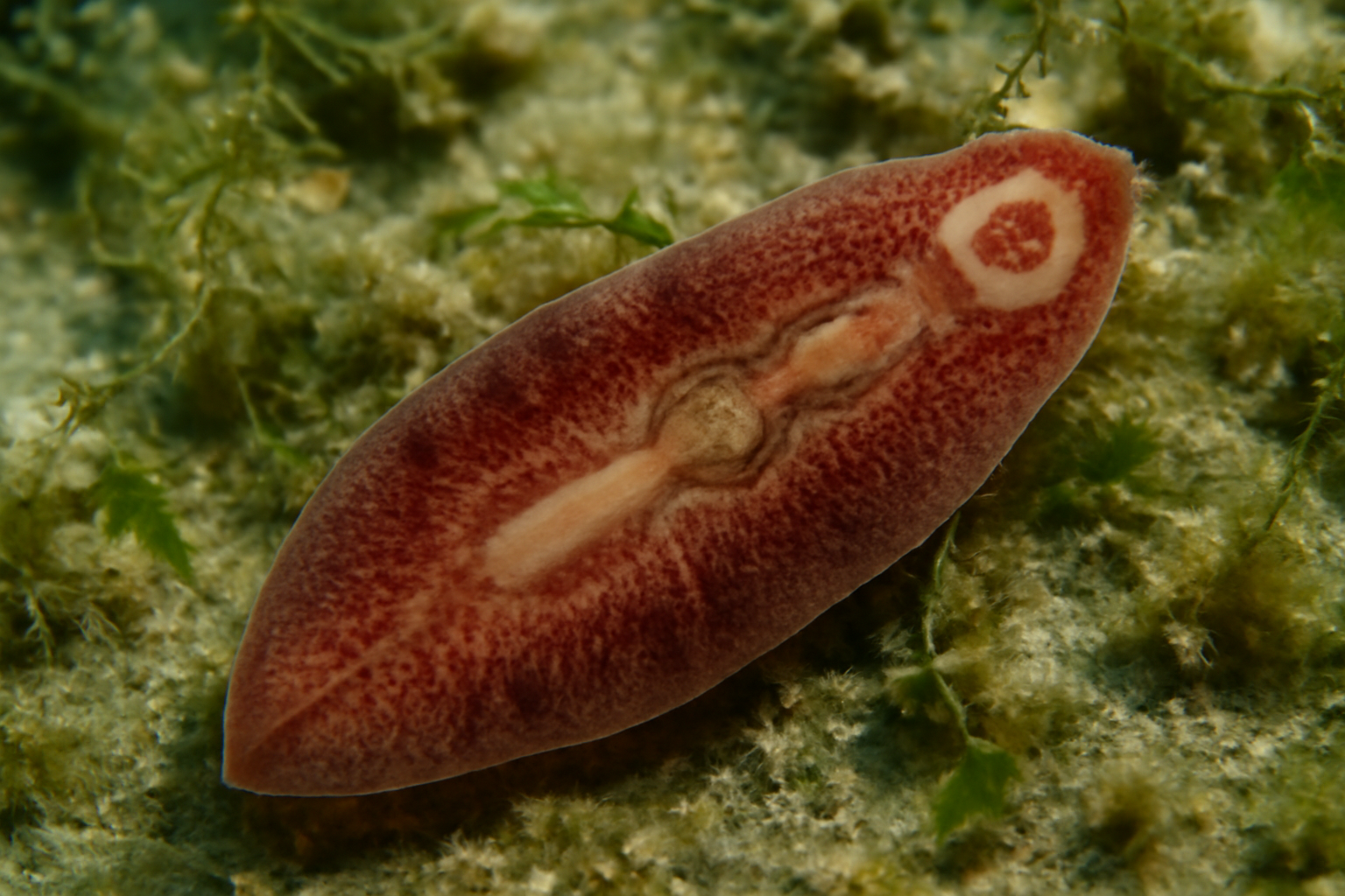 Cryptocotyle