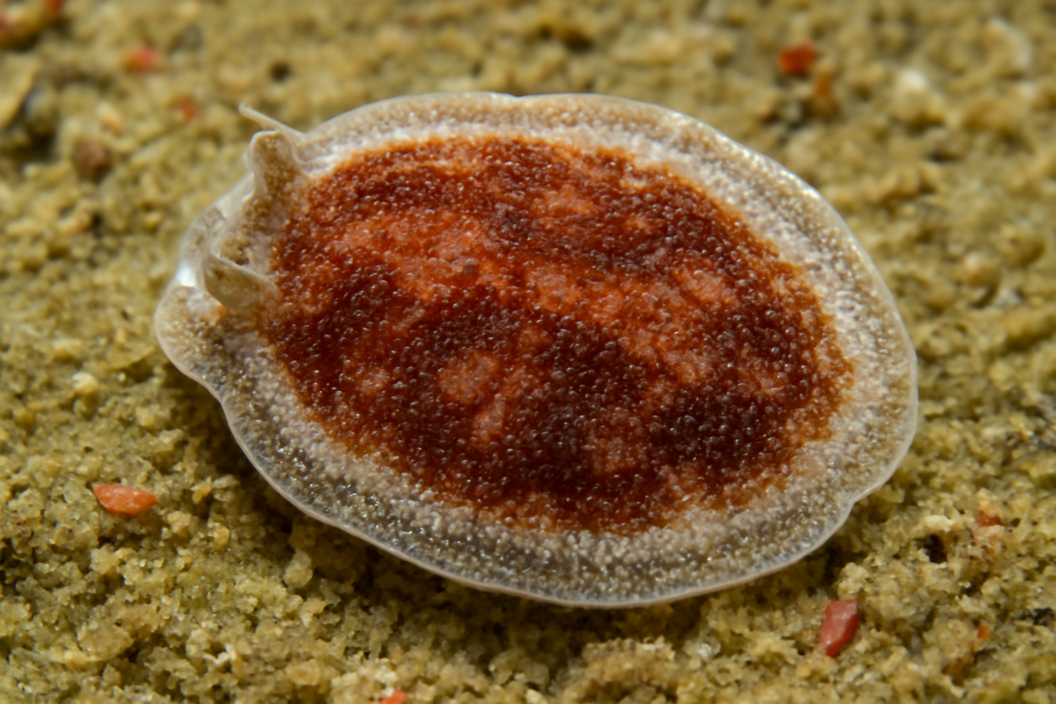 Procerovum