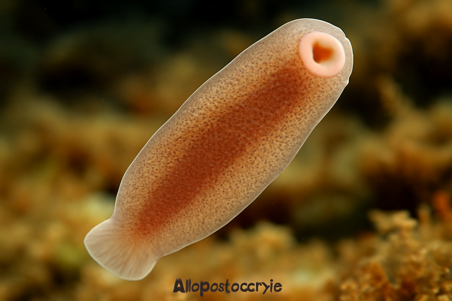 Allopodocotyle