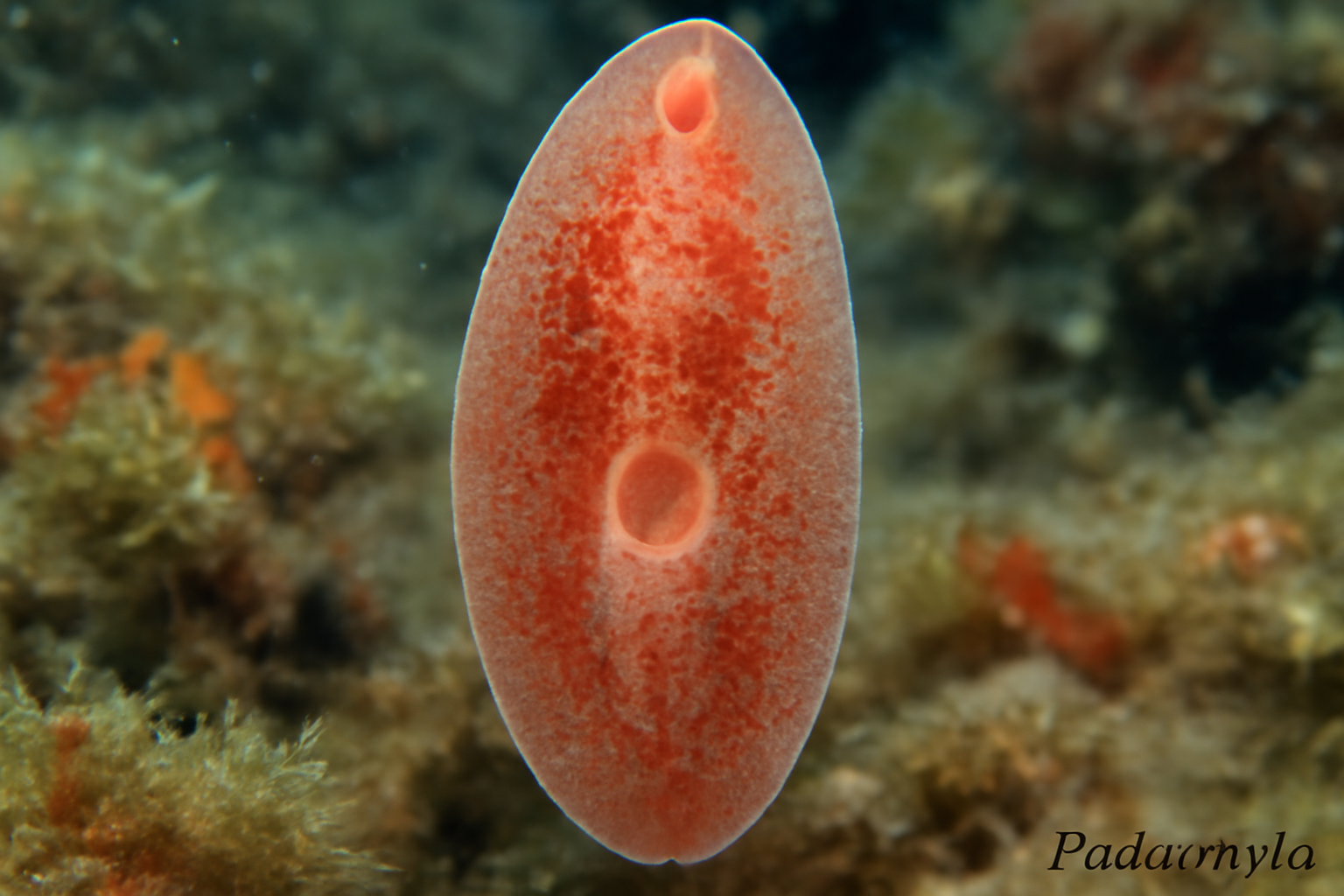 Podocotyle