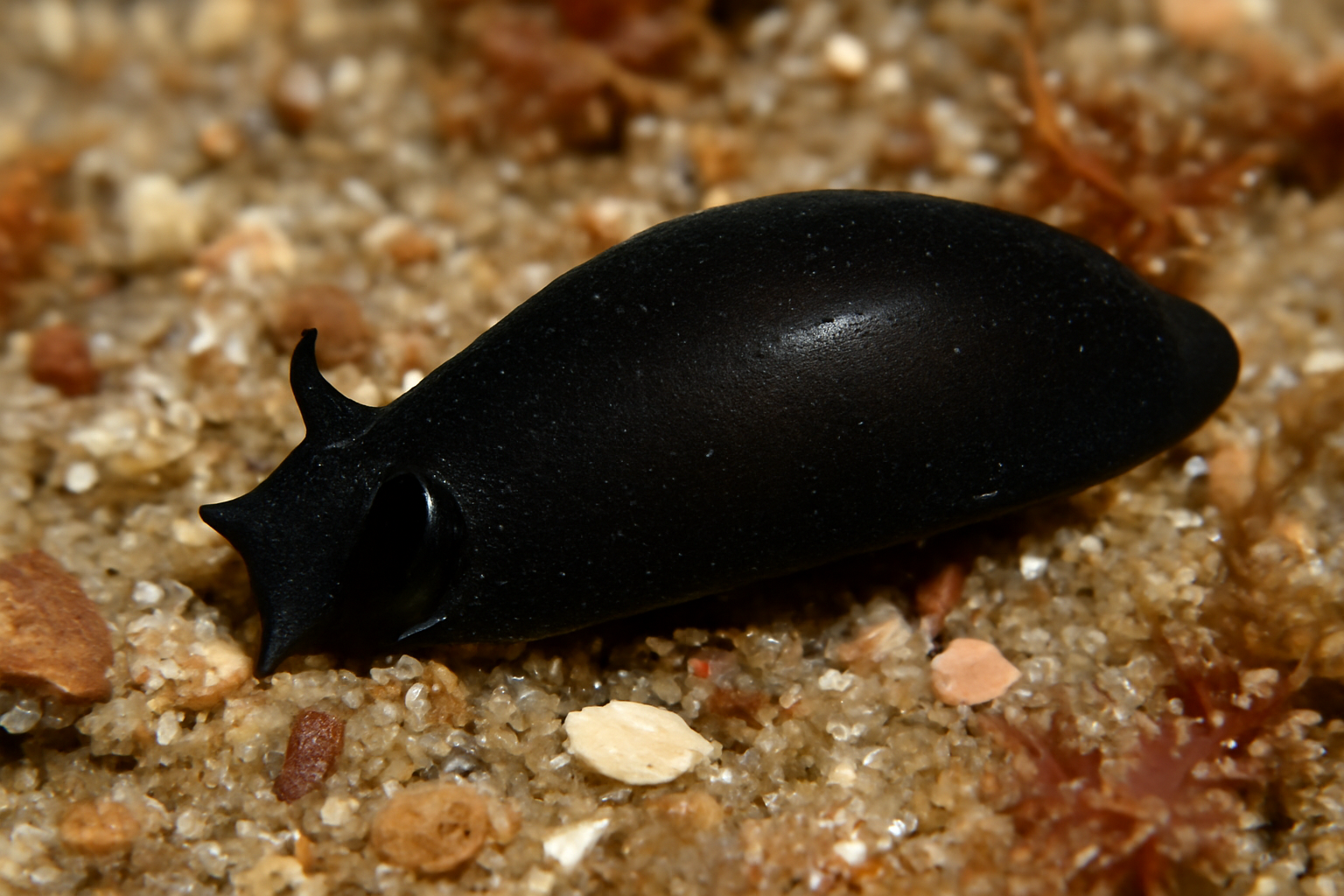 Melanochlamys