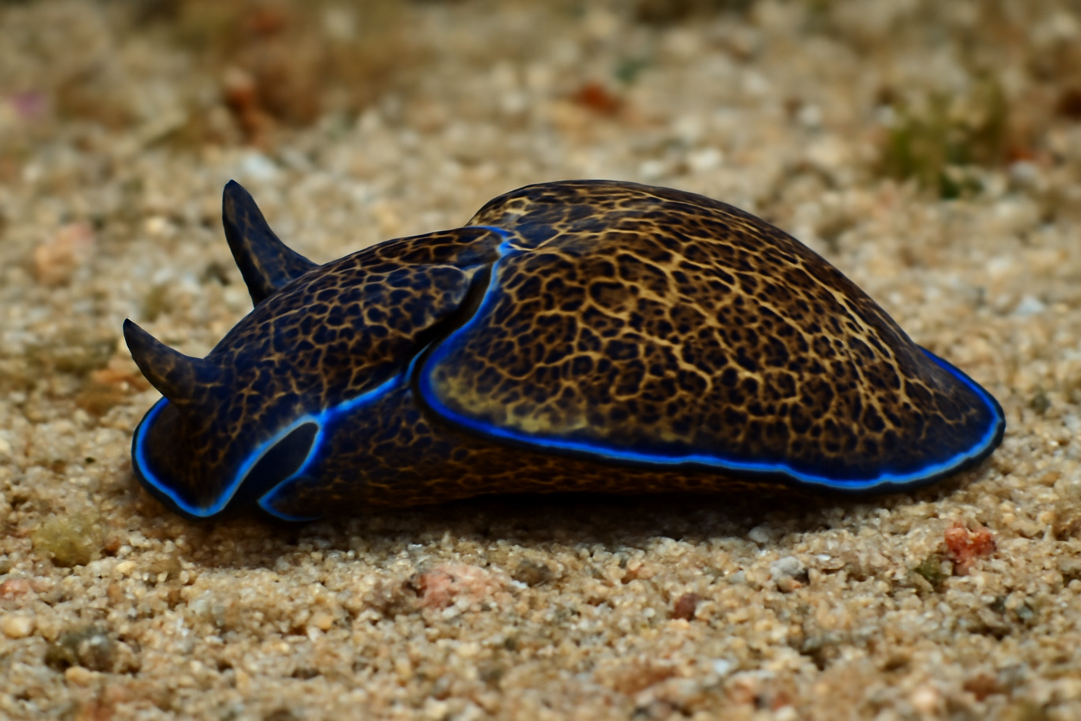 Philinopsis