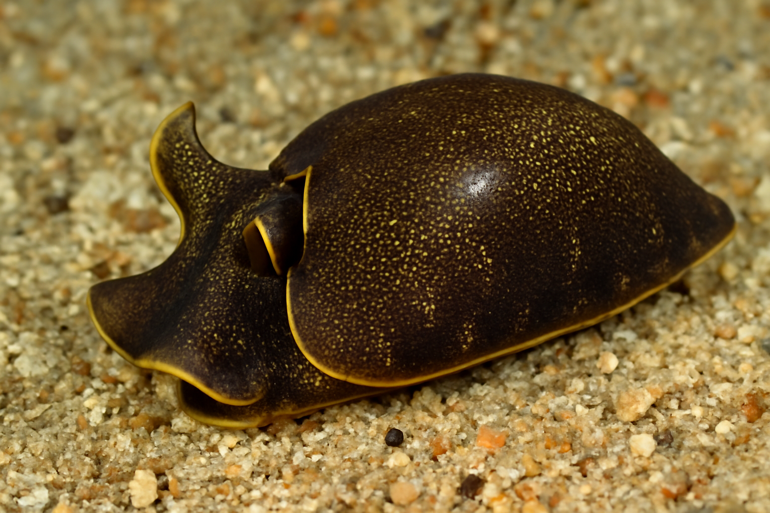 Tubulophilinopsis