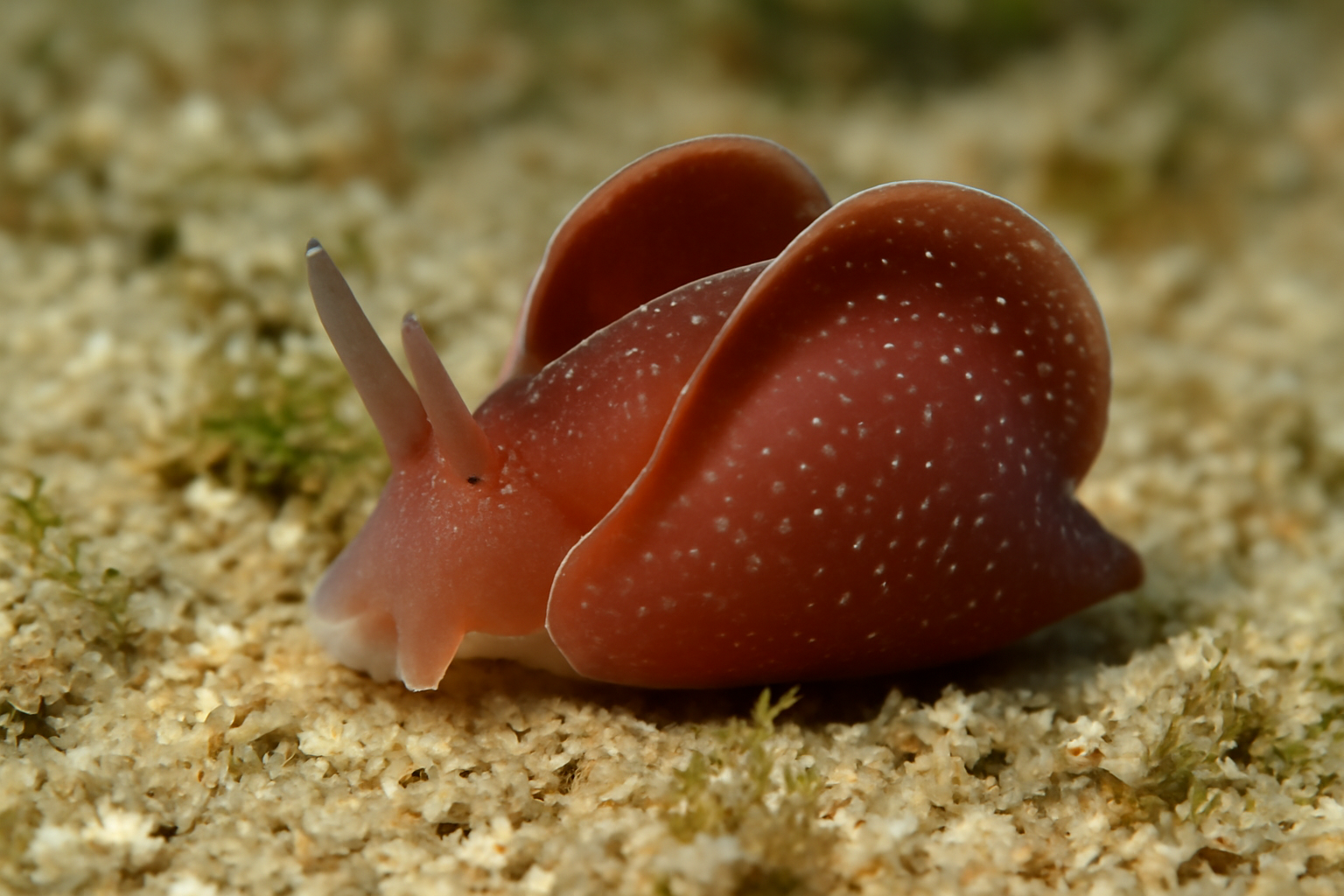 Gastropteron