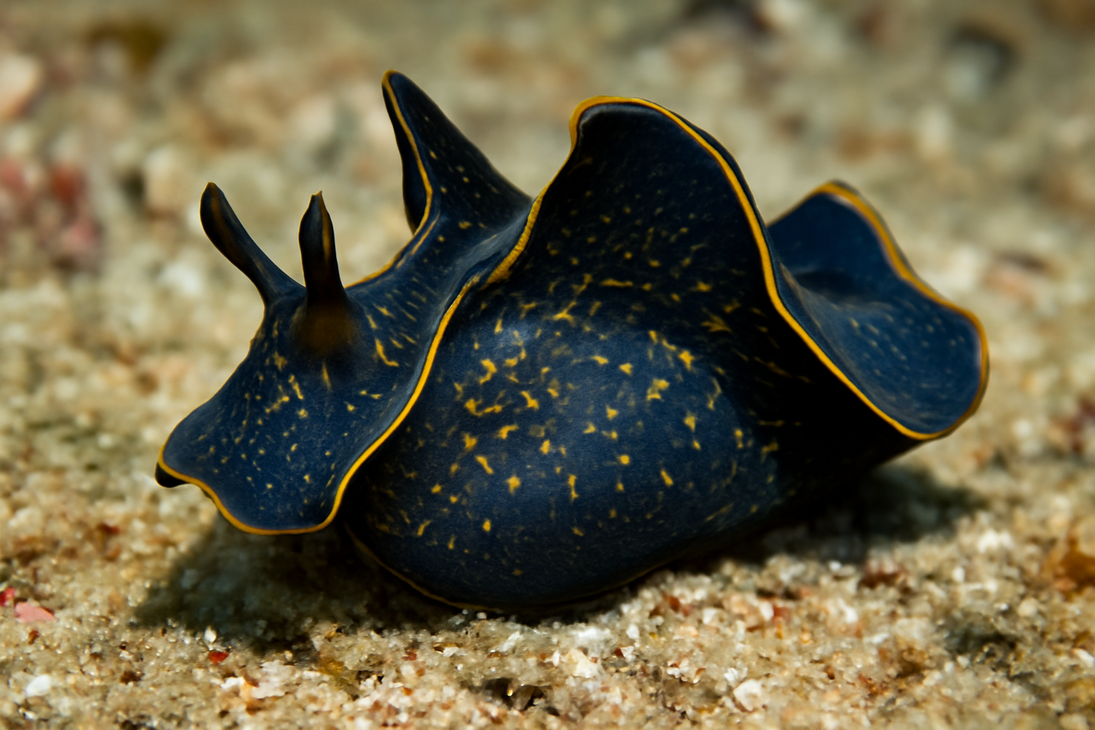 Batwing Slug