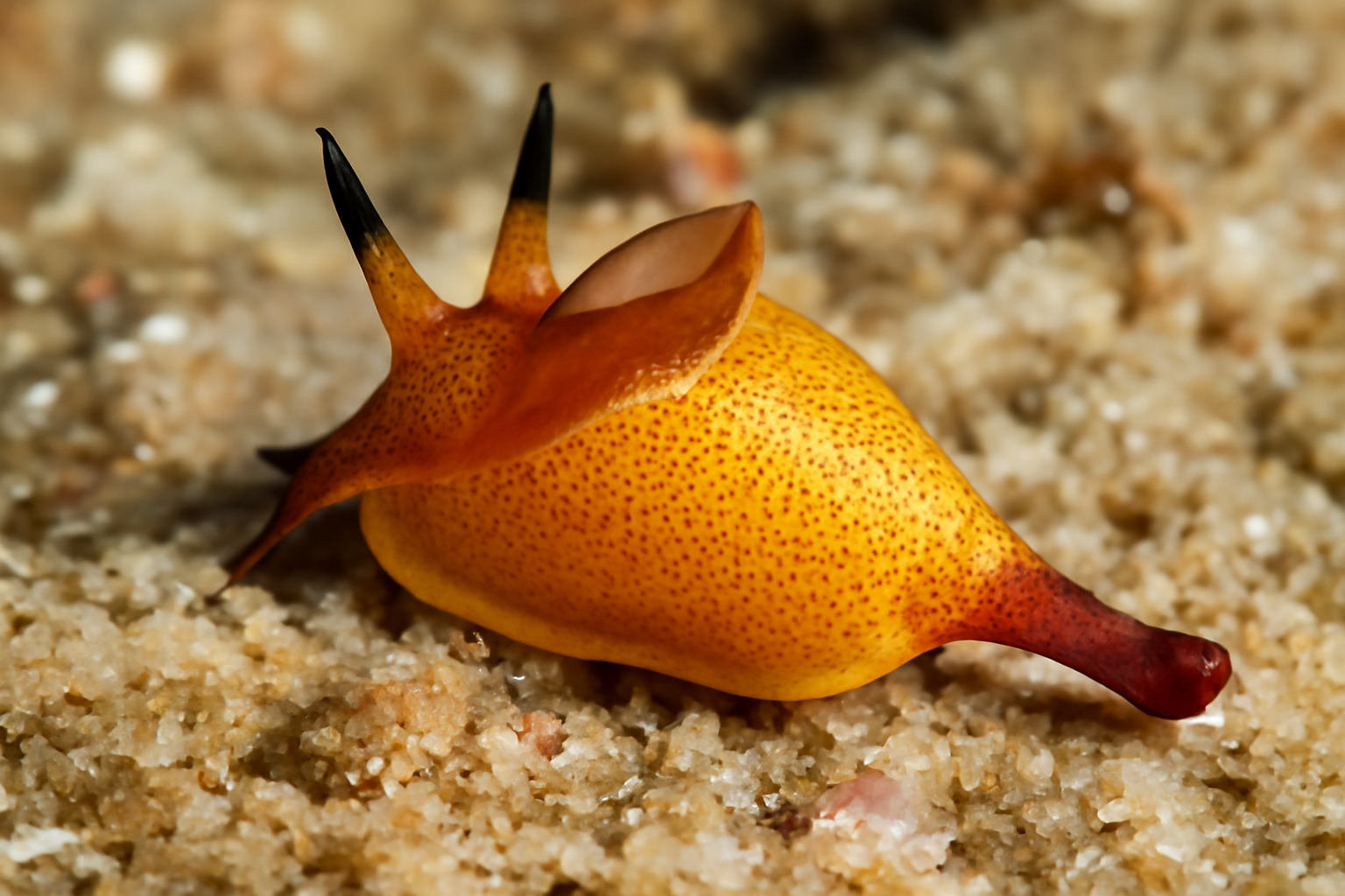 Siphopteron