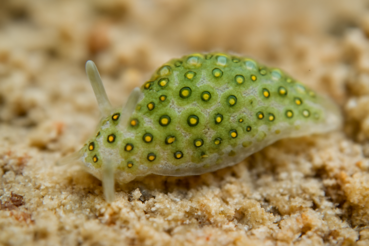 Tiny Slug