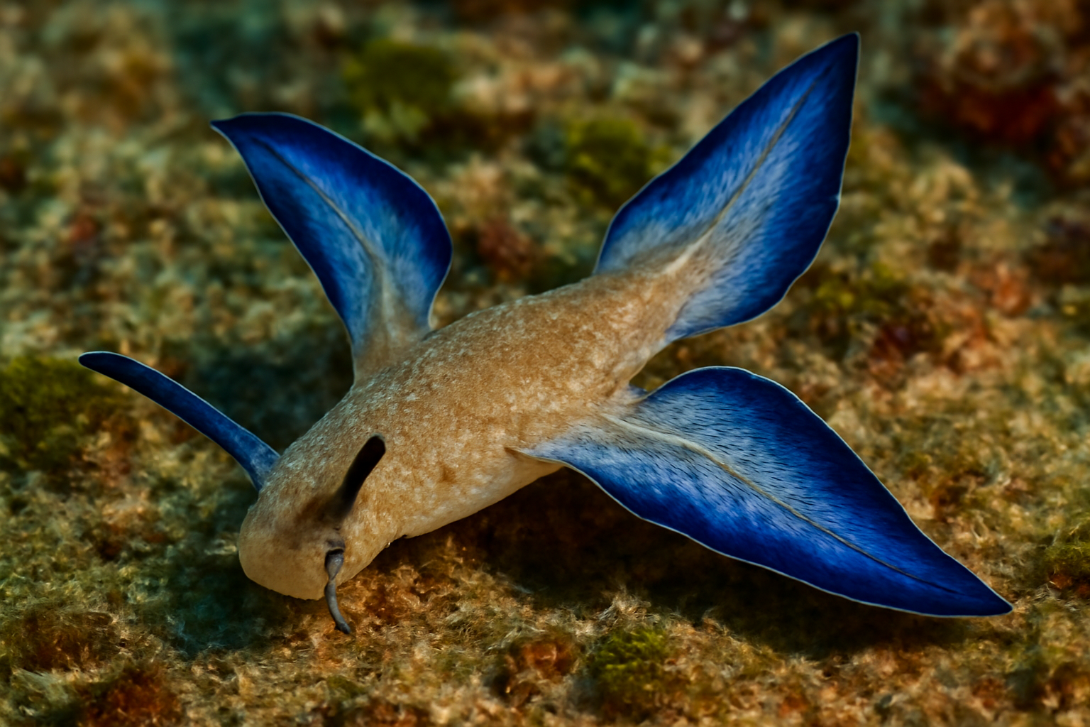 Winged Slug