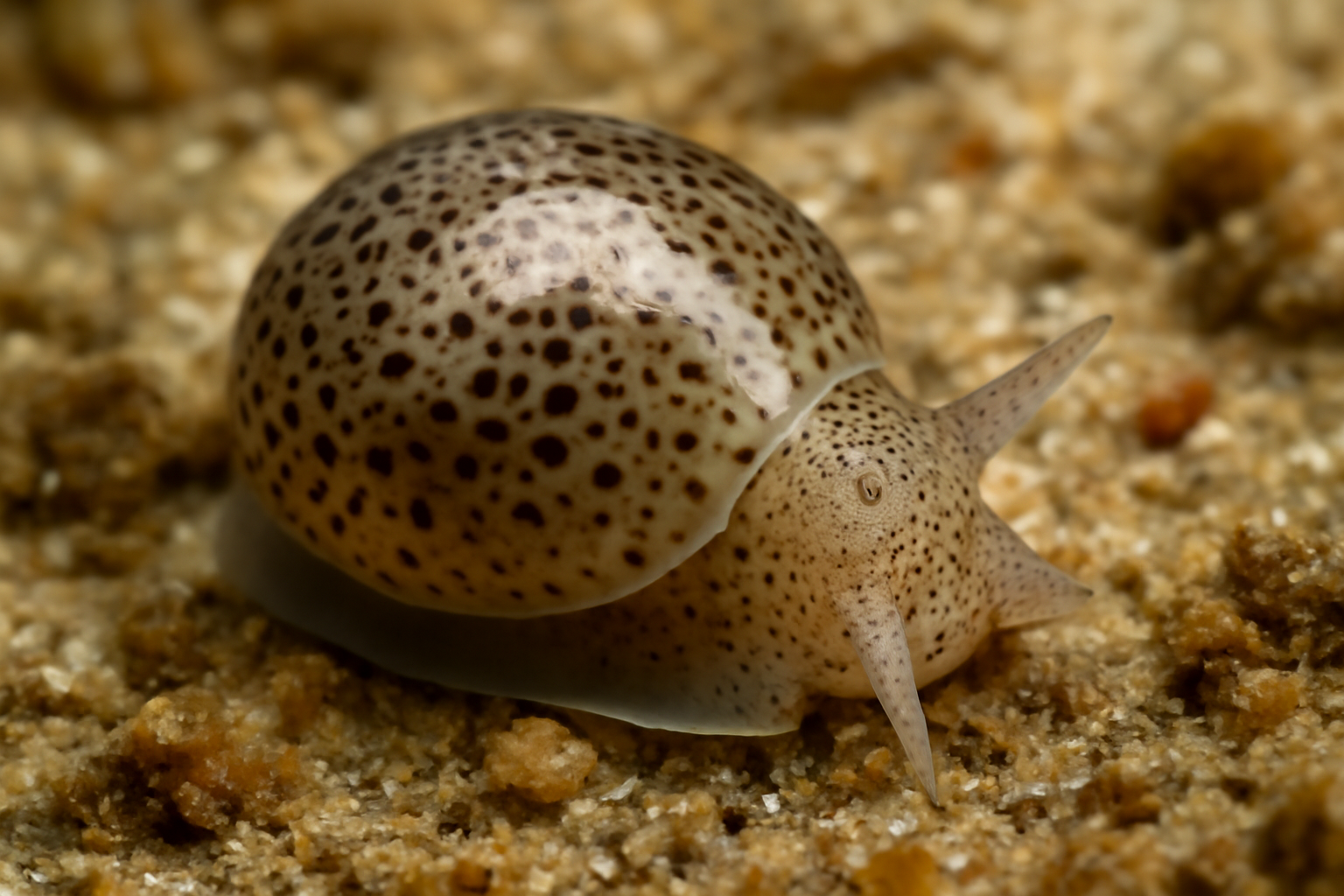 Haminoea